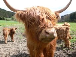 Cattle on a farm in Scotland