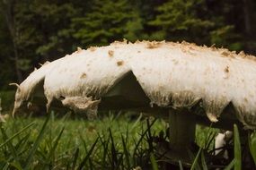 photo of a large poisonous mushroom