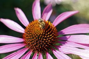 purple echinacea with a bee