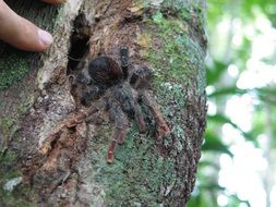 Close-up of the colorful big tarantula on the tree in the jungle