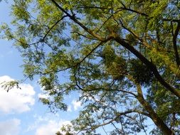 tree with green foliage in nature