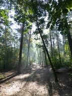 morning light in the autumn forest