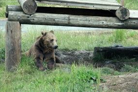 wildlife of the bear