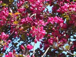 Picture of red tree flowers