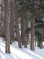 pine forest in snowy winter