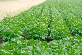 field with green potato bushes