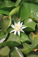 white blooming lotus on the pond in summer