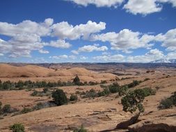 Desert with green plants