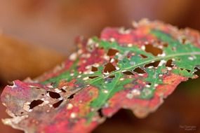 autumn leaves damaged by insects