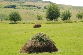 dry hay among the green field
