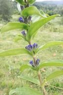photo of green and blue cross flowers