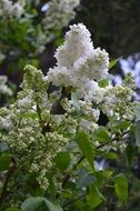 beautiful white lilac blooming
