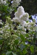 beautiful white lilac blooming