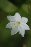 white strawberry flower