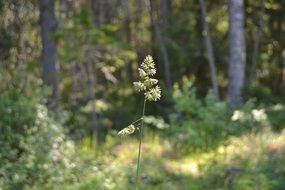 blooming grass in a forest in Sweden