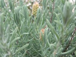 A lot of the lavender plants