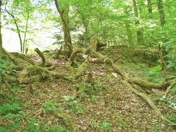 Moss on the roots in the forest