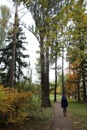 Forest path with the trees