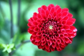 beautiful bright burgundy dahlia flower