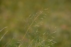 Dry plants macro photo