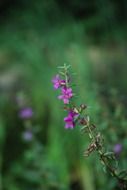 small purple wildflowers close-up on blurred background