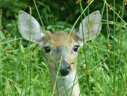 deer peeking out from behind green grass