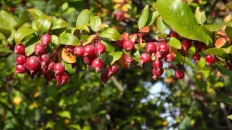 crabapple, wild apple tree with red fruits