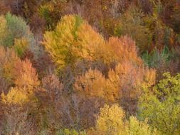 autumn trees with red shades in the forest