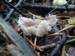 white mushroom in autumn