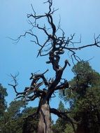 dry twisted tree in the forest