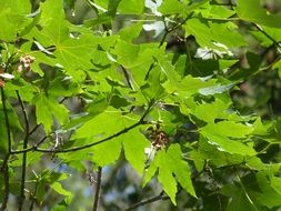 green maple leaves, bottom view