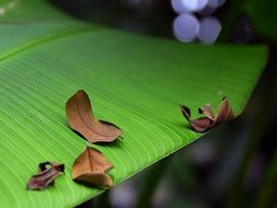 incomparable green leaf tree