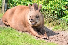 tapir cumbersome proboscis rest on ground