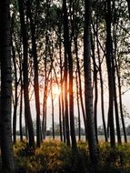 landscape of sunset breaks through the trees