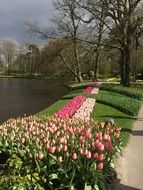 blooming tulips in Keukenhof