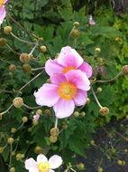 anemone flowers