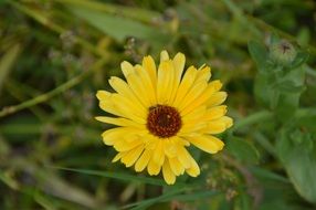 yellow marigold flower in grass