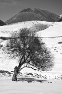 black and white photo of a tree on a background of mountains