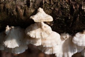 White mushrooms on a tree trunk closeup