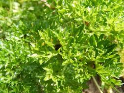 bright green bush parsley