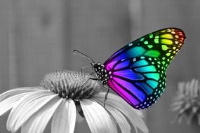 colorful butterfly on black and white flower