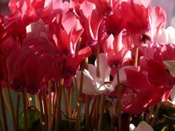 bottom view of the cyclamens
