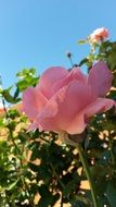 Picture of pink rose bush