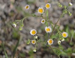 extraordinarily beautiful yellow white flowers