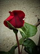 Beautiful rose flower blossoms