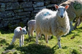 fluffy white sheep on pasture on a sunny day
