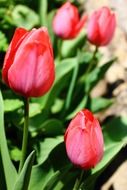 tulips in bright sunlight close up