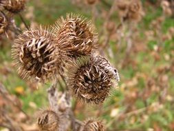 thistle dry nature