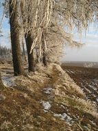 winter forest with trees