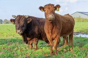 bull and cow on green pasture